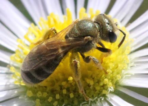 Seladonia subaurata